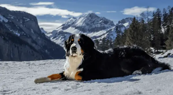 Un boyero de Berna descansa en la nieve, con majestuosas montañas nevadas y pinos de fondo.