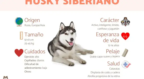 Un perro husky siberiano, con información sobre su origen, tamaño, cuidados, carácter, esperanza de vida, pelaje y salud.