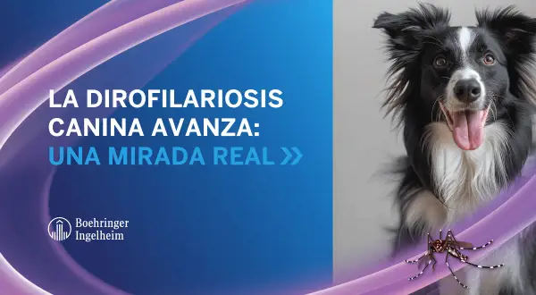 Un perro border collie mira a la cámara mientras un mosquito se cierne cerca, advirtiendo sobre la filaria en perros.