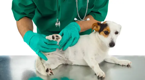 Veterinario con guantes revisa a un perro para saber como quitar garrapatas.
