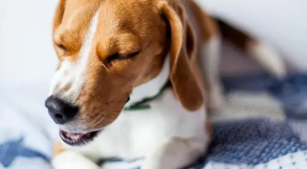 Beagle con ojos cerrados y boca abierta, quizás sintiendo un soplo en el corazón perros.
