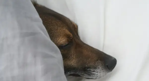 Un perro diabético duerme plácidamente bajo una manta gris.