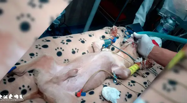 Perro con obstrucción intestinal en quirófano, recibiendo anestesia y monitorización.