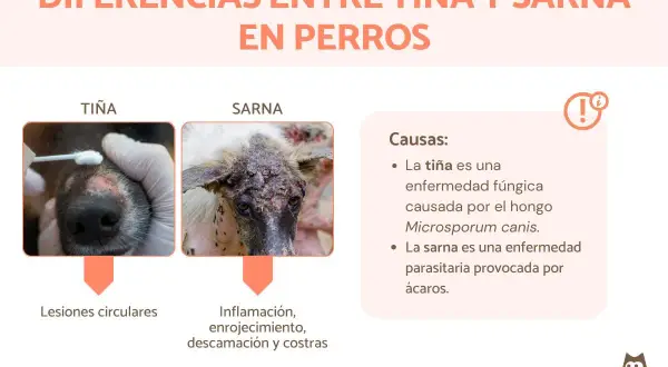 Comparativa visual de tiña y sarna en perros. La tiña, causada por hongos, muestra lesiones circulares. La sarna, por ácaros, provoca inflamación y costras.