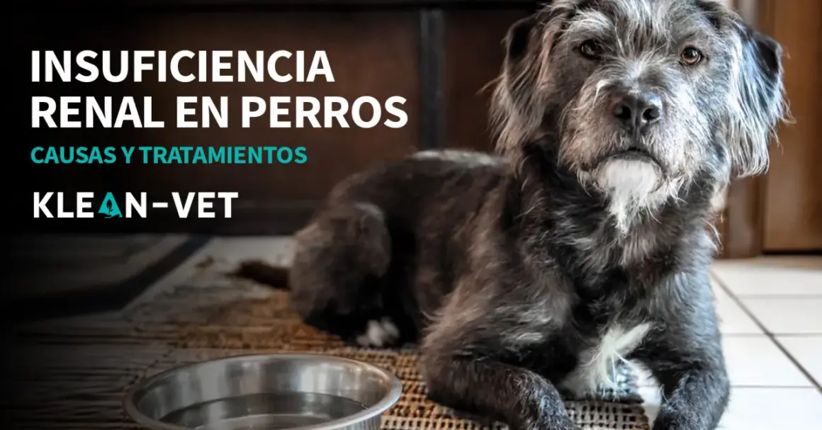 Perro con insuficiencia renal, triste y sin apetito. Texto: Insuficiencia renal en perros. Causas y tratamientos. Klean-Vet.