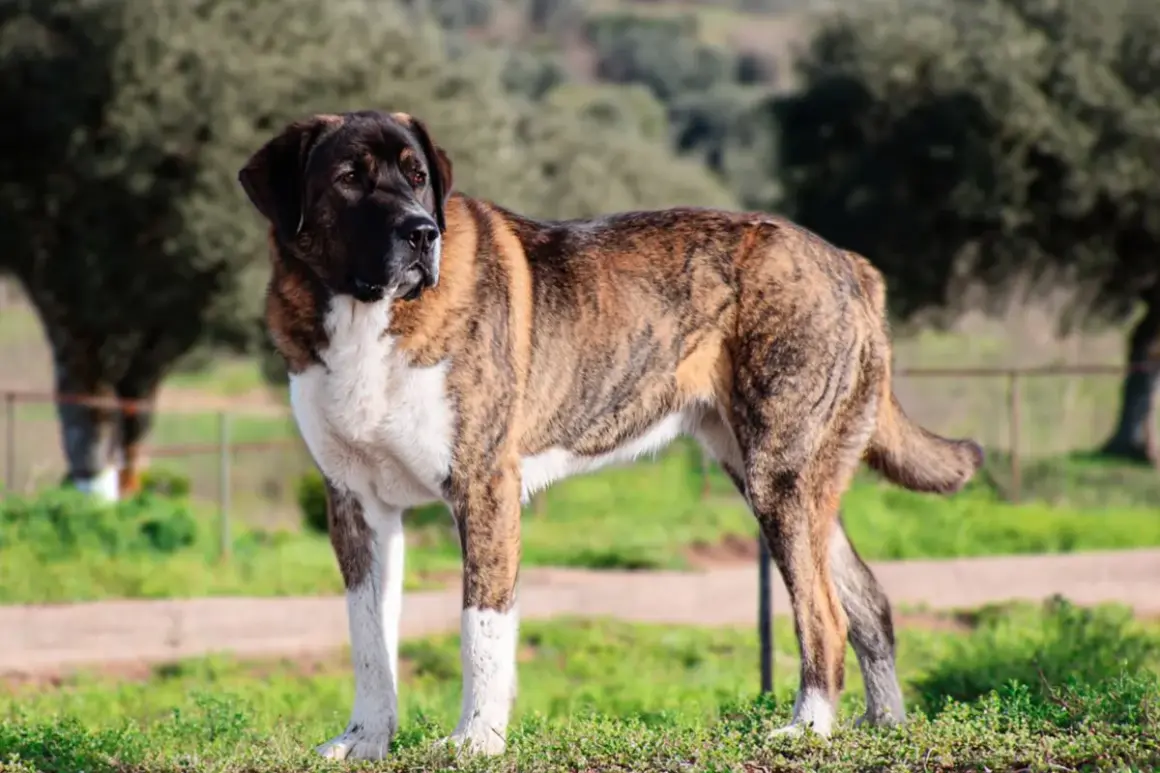 Majestuoso rafeiro do alentejo, con su pelaje atigrado y blanco, posa en un campo verde.