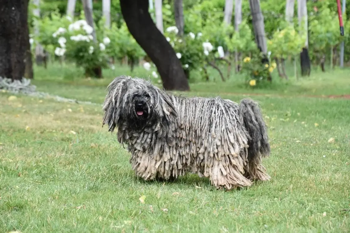 Un perro Puli con su característico pelaje rastafari, una de las razas de perros que sueltan mucho pelo, pasea por un jardín verde.