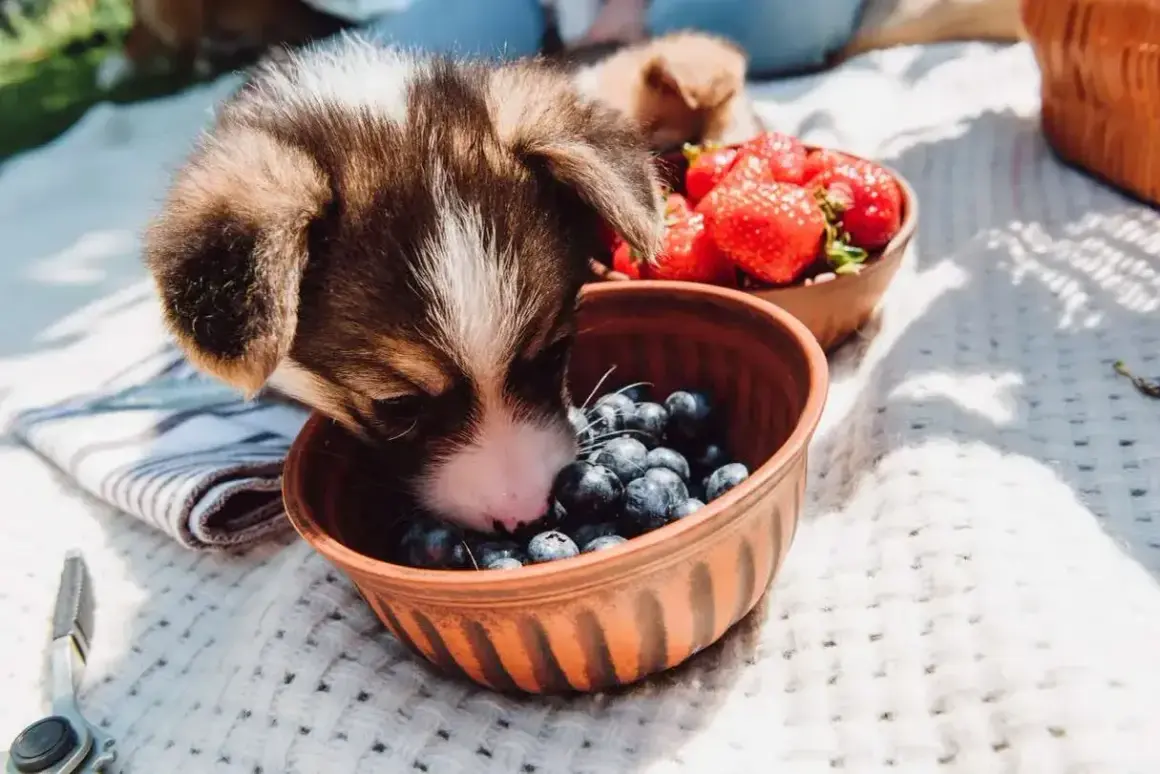 Un cachorro adorable explora un cuenco de arándanos, demostrando que los perros pueden comer arándanos. A su lado, otro cuenco con fresas.