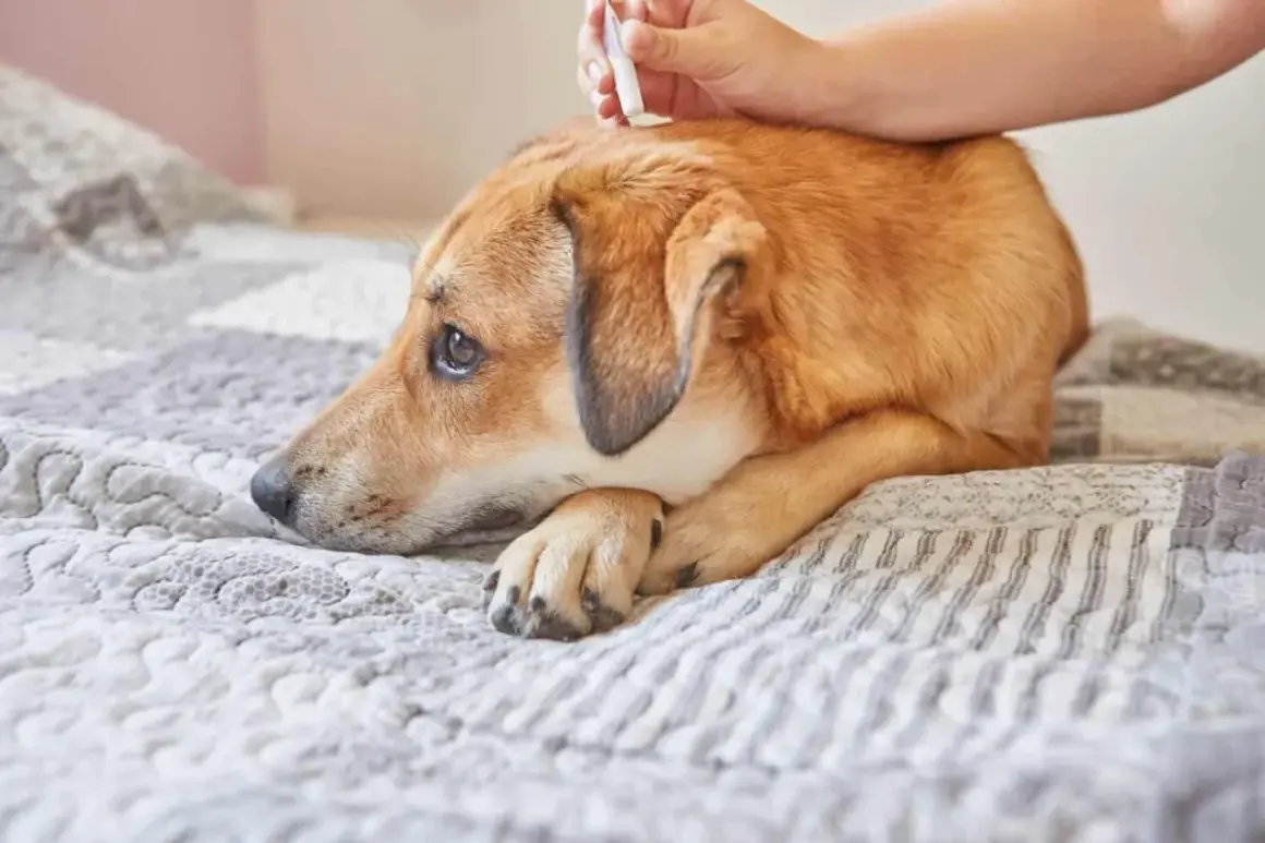 Un perro recibe tratamiento antiparasitario. Saber cada cuanto hay que desparasitar a los perros es clave para su salud.
