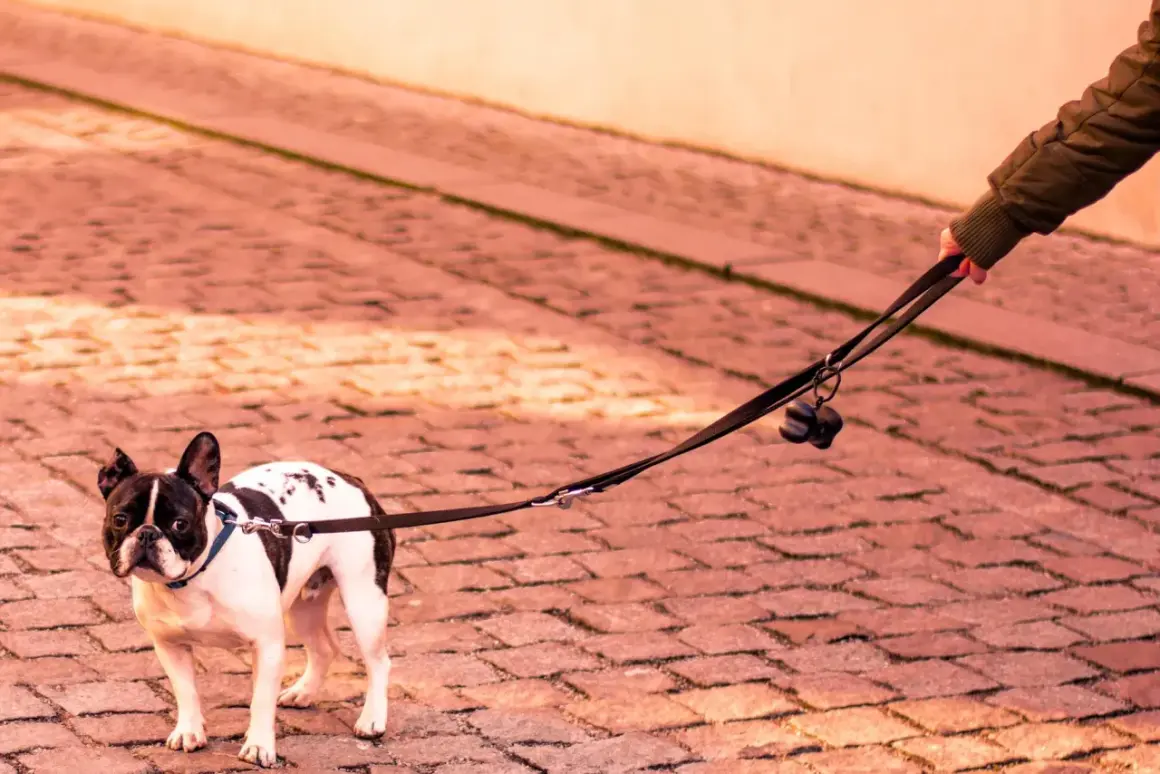 Un bulldog francés con correa se niega a salir a la calle.