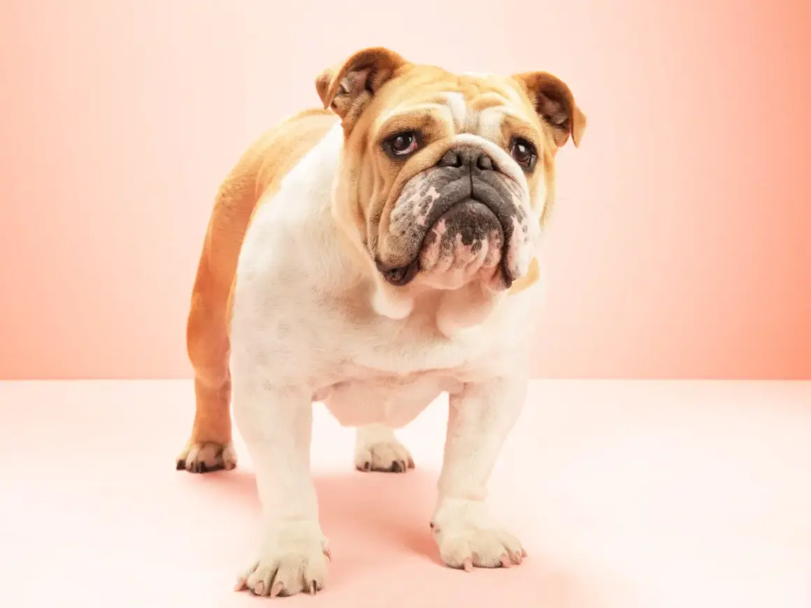 Un adorable bulldog inglés con pelaje blanco y dorado, con una expresión curiosa y arrugas distintivas, posa sobre un fondo rosa pálido.