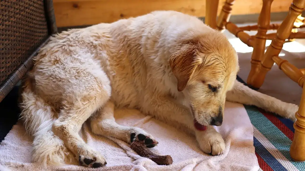 ¿Por qué mi perro se lame mucho las patas?