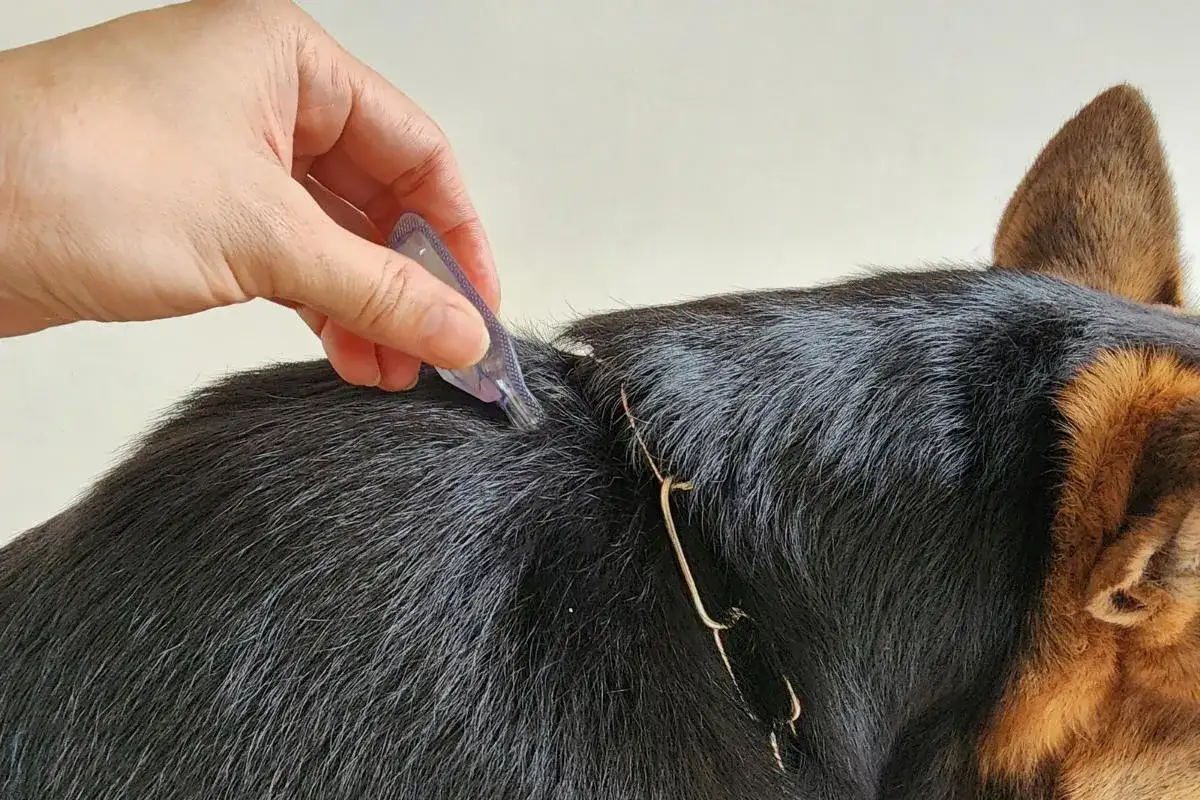 Pulgas en perros - cómo detectarlas y acabar con la infestación