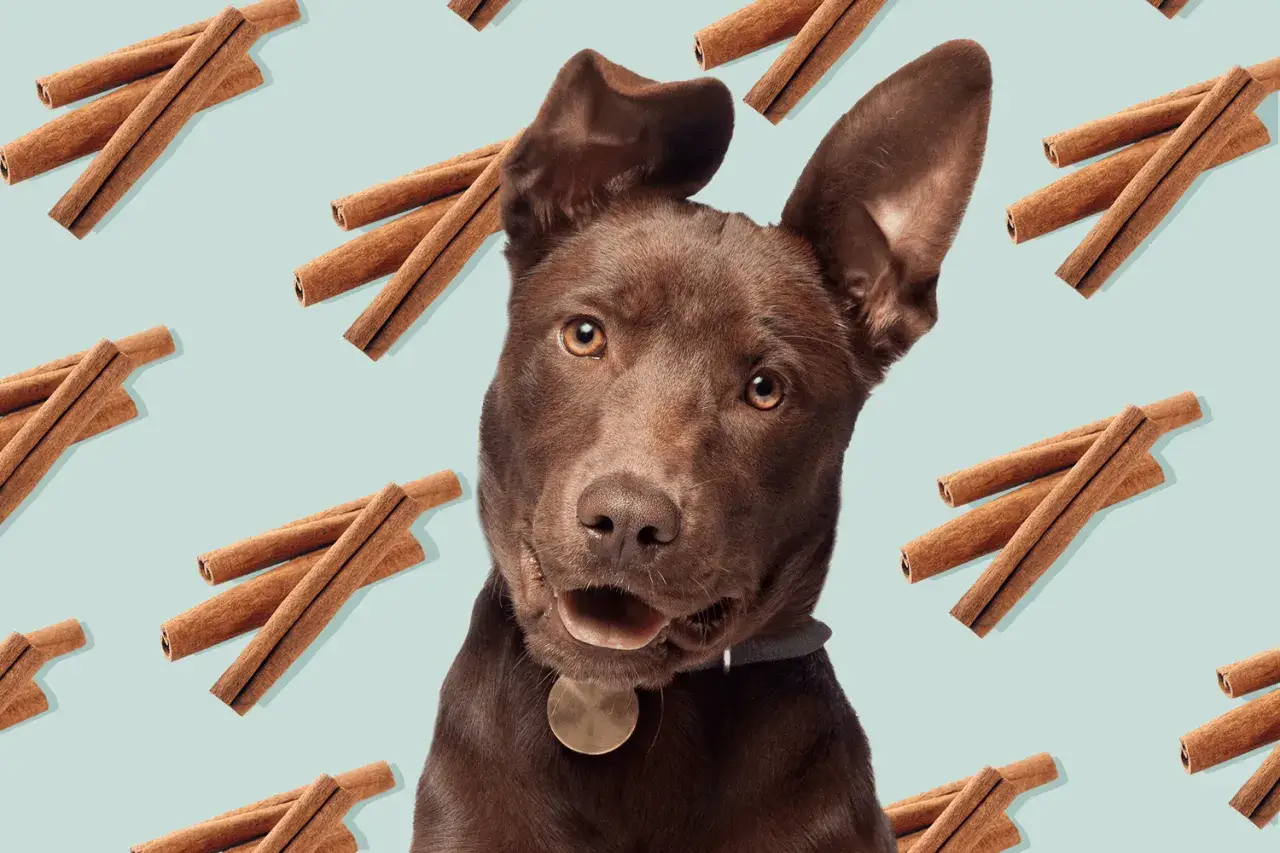 ¿Perros y canela? Lo que debes saber para su seguridad