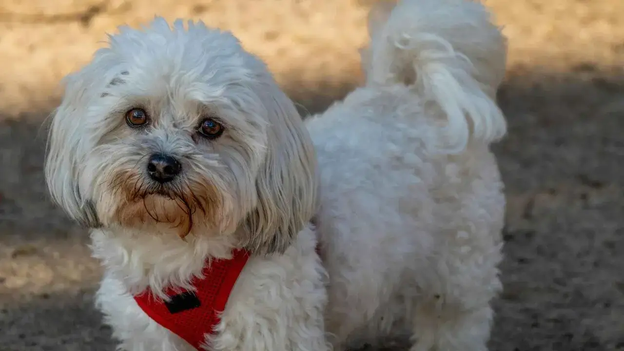 Perro bichón maltés con corte de pelo veraniego, luciendo un arnés rojo.