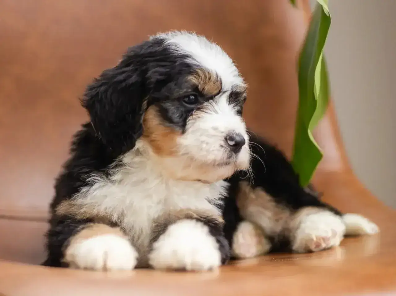 Adorable cachorro tricolor, ideal para quienes buscan perros hipoalergénicos, descansa sobre una superficie de madera.