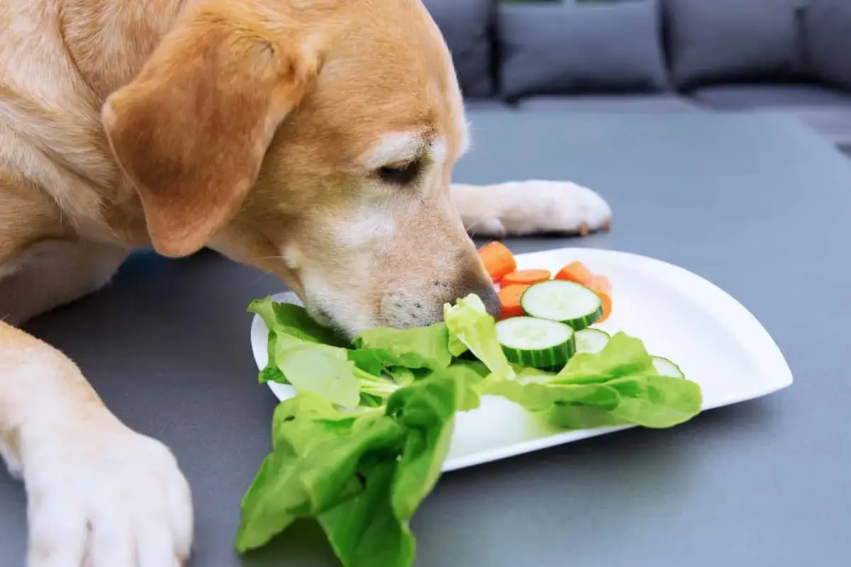 Un perro curioso olfatea una ensalada de lechuga, pepino y zanahoria. ¡La lechuga es buena para los perros!