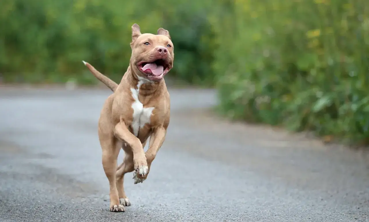 Un pitbull raza pura corre feliz por un camino rural, con la lengua fuera y las orejas hacia atrás.