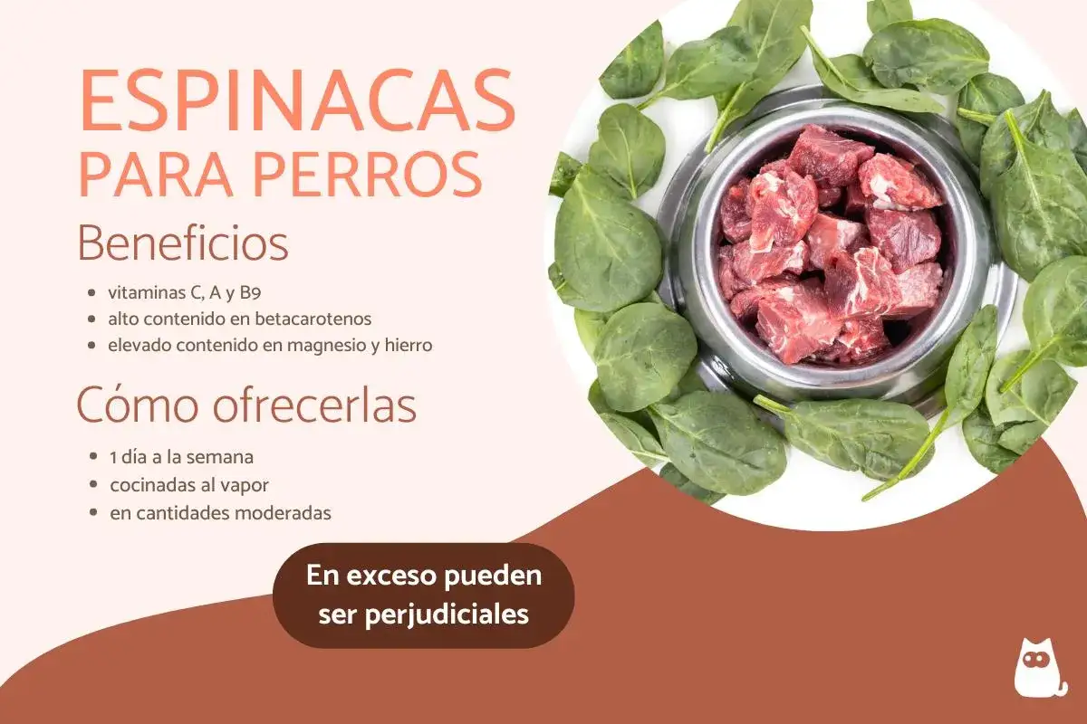 Un cuenco de comida para perros rodeado de espinacas frescas. Los perros pueden comer espinacas, que aportan vitaminas y minerales.