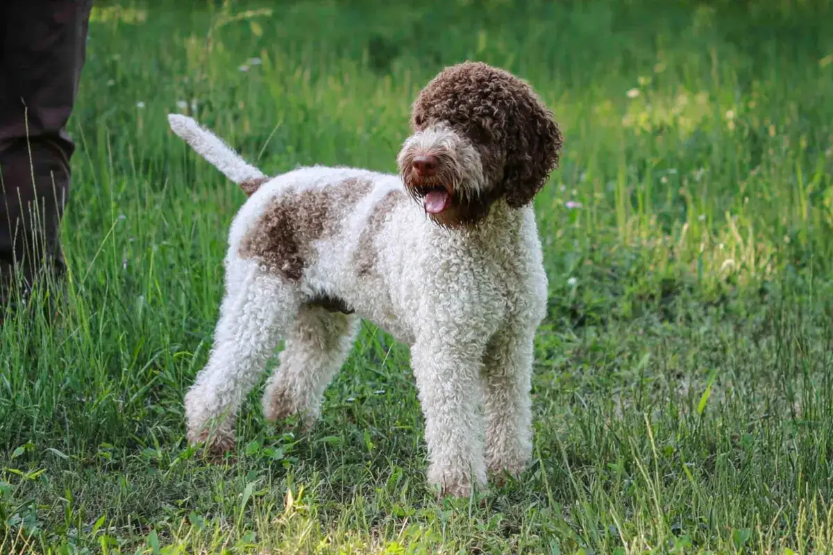 Un perro lagotto romagnolo, con su característico pelo rizado blanco y marrón, descansa en la hierba verde.