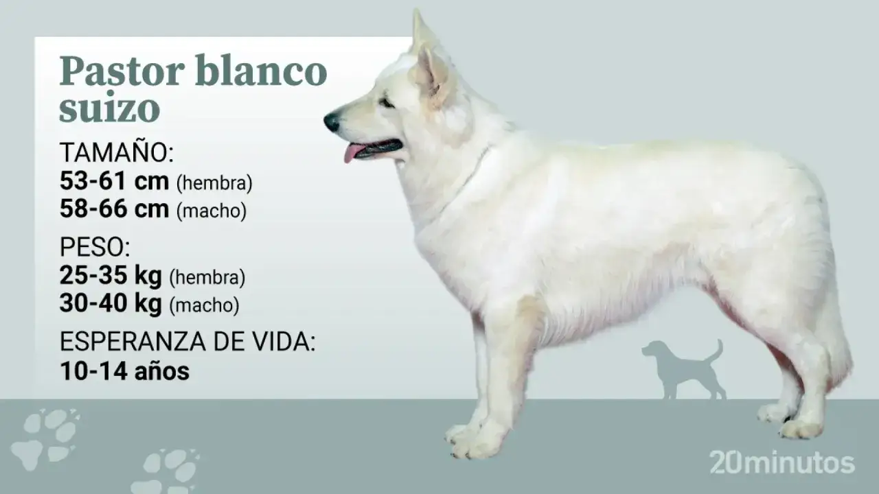 Un pastor blanco suizo, majestuoso y de pelaje níveo, posa con elegancia. La imagen detalla su tamaño, peso y esperanza de vida.
