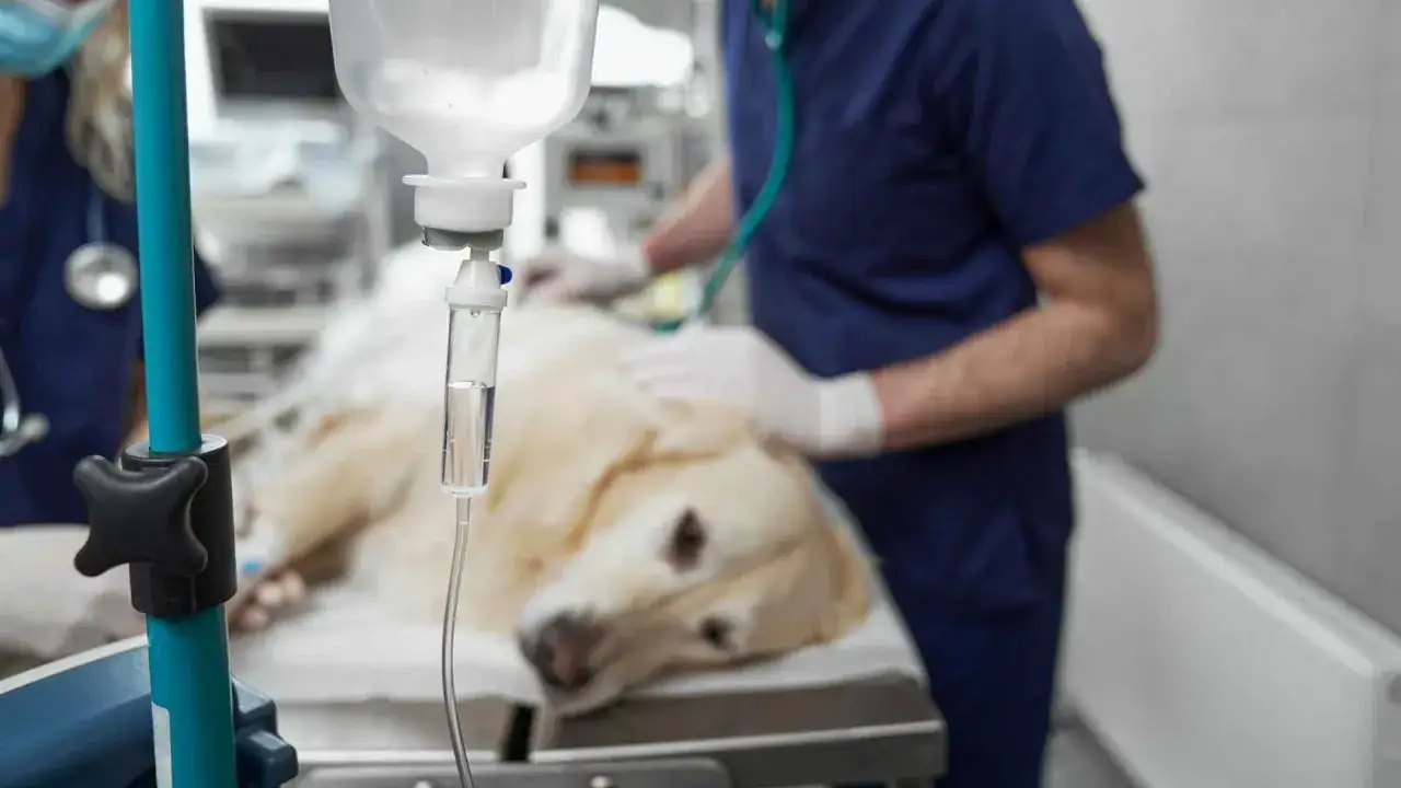 Un perro recuper&aacute;ndose en una cl&iacute;nica veterinaria, monitorizado tras la anestesia. Se observa una bolsa de suero, indicando cuidados postoperatorios para mitigar efectos secundarios despu&eacute;s de la anestesia en perros.