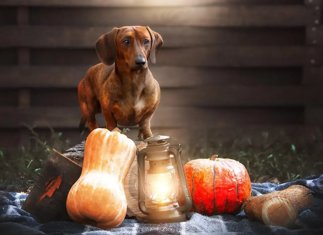 Un perro salchicha posa junto a calabazas y una linterna. Los perros pueden comer calabaza cruda, ¡un snack saludable para tu amigo peludo!