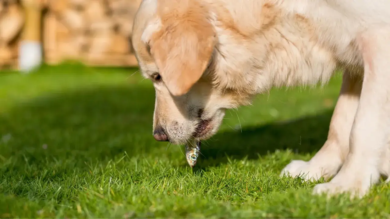 Un perro dorado prueba un peque&ntilde;o pez. Los perros pueden comer merluza, y este parece disfrutarlo.