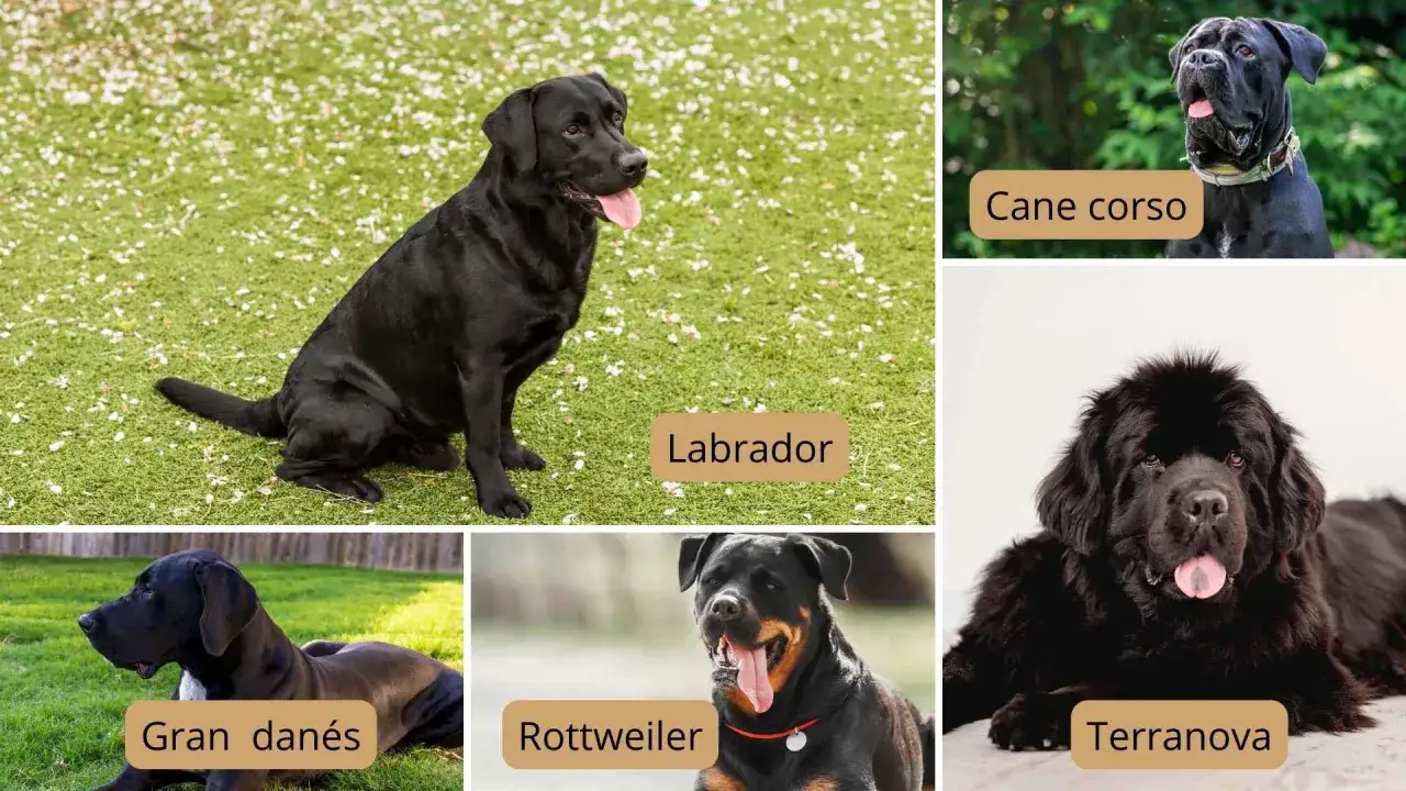 Un Labrador negro grande, un Cane Corso, un Gran Danés, un Rottweiler y un Terranova, todos perros majestuosos.