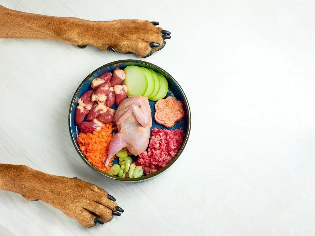 Patas de perro observan un plato con ingredientes para saber qu&eacute; comen los perros: codorniz, corazones, carne picada, zanahoria, manzana y apio.