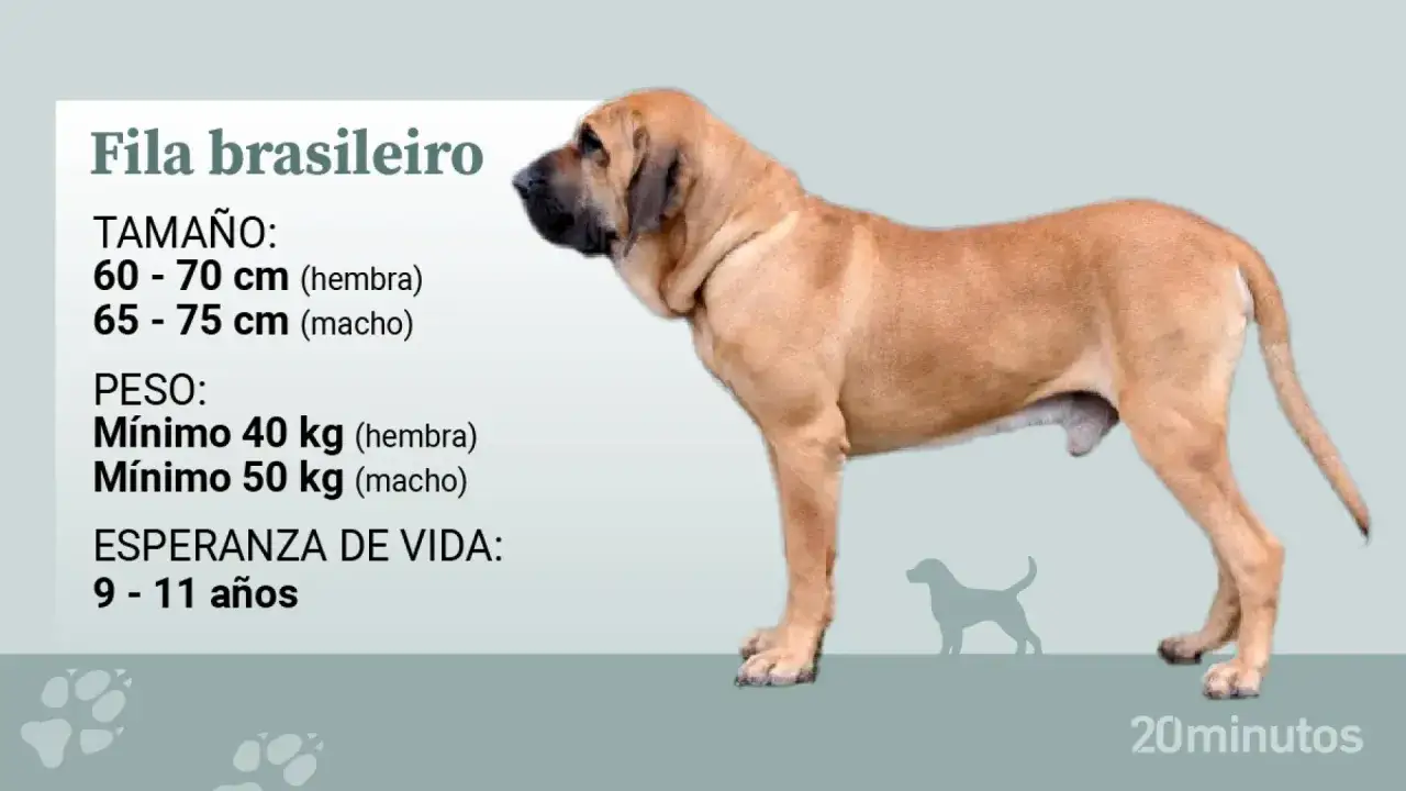 Un Fila Brasileiro, un perro grande y fuerte, con información sobre su tamaño, peso y esperanza de vida.
