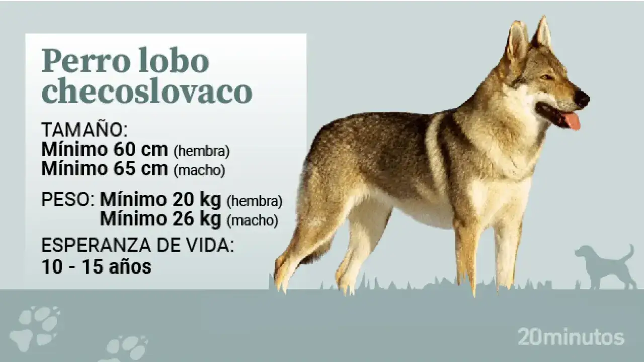 Un perro lobo checoslovaco, con su pelaje distintivo y mirada atenta, se muestra junto a información sobre su tamaño, peso y esperanza de vida.