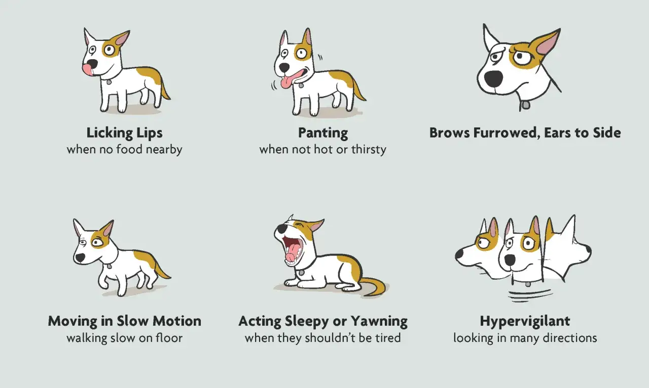 Seis vi&ntilde;etas muestran se&ntilde;ales de un perro miedoso: lamiendo labios, jadeando, ce&ntilde;o fruncido, movimiento lento, bostezando e hipervigilante.