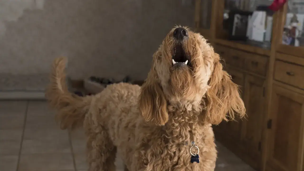 Un perro lanudo y dorado ladra con la boca abierta, como si dijera 