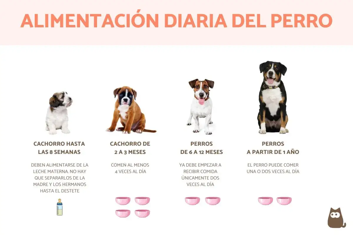 La imagen muestra cu&aacute;ntas veces al d&iacute;a come un perro seg&uacute;n su edad: cachorros comen m&aacute;s, perros adultos una o dos veces.