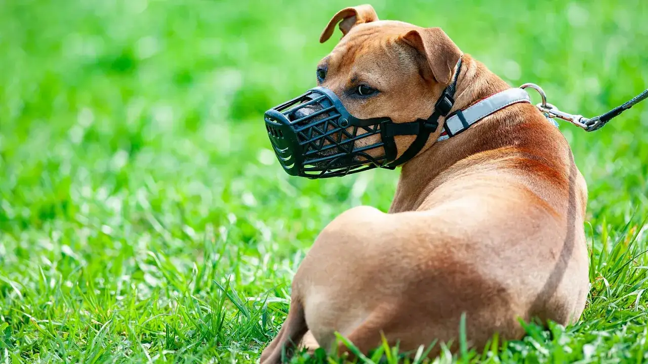 Un perro de raza fuerte, con bozal, descansa en la hierba. A veces, incluso los perros más amigables necesitan precauciones, especialmente si se les considera perros peligrosos.