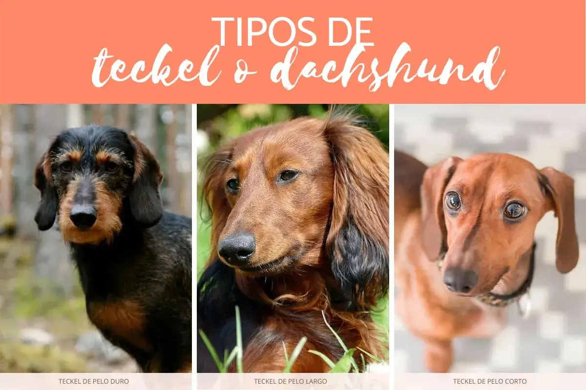 Tres tipos de teckel: pelo duro, pelo largo y pelo corto. Cada uno con su encanto único.