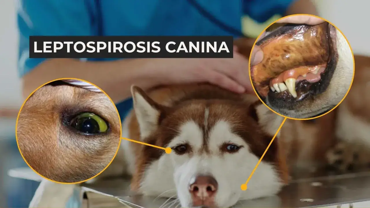 Perro con signos de leptospirosis canina: ojo amarillento y encías pálidas.