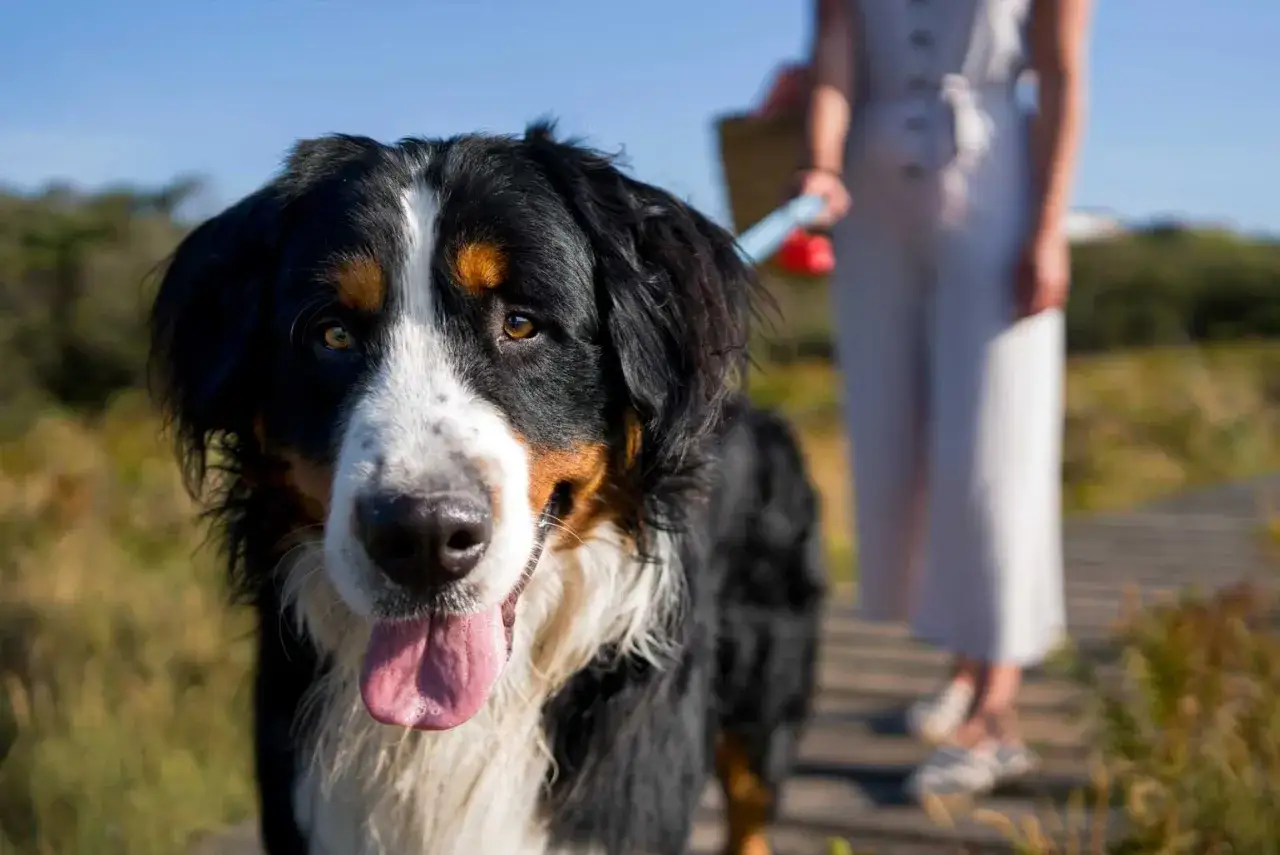 Un perro grande de raza Bernés de la Montaña, con su lengua afuera, disfruta de un paseo al aire libre con su dueño.