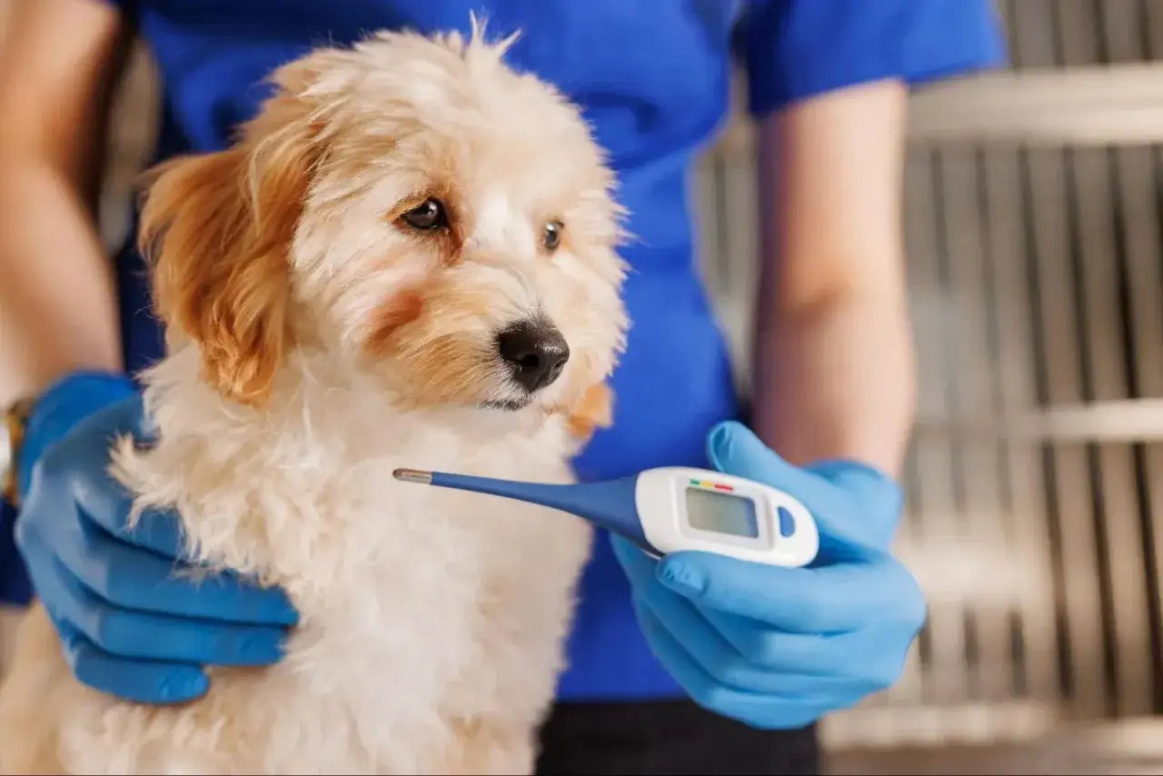 Veterinario revisa a un cachorro con un termómetro para saber si mi perro tiene fiebre.