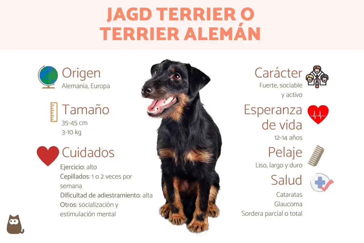 Un terrier alemán, conocido por su carácter fuerte y activo, posa con la boca abierta. La imagen detalla su origen, tamaño, cuidados y salud.