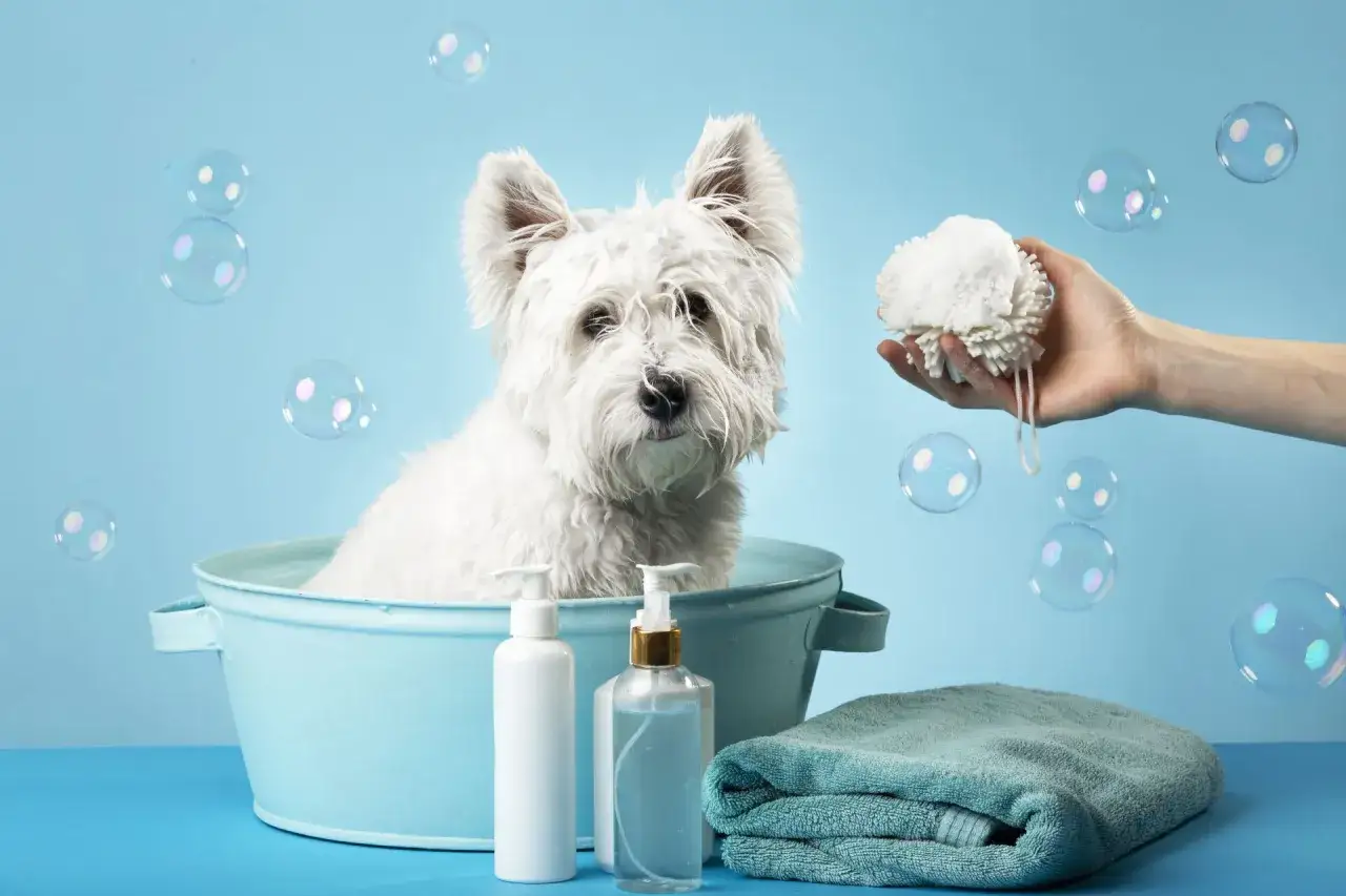 Un perro blanco en una tina azul, listo para el baño. Jabón, toalla y esponja sugieren cuidados para perros. Burbujas flotan.