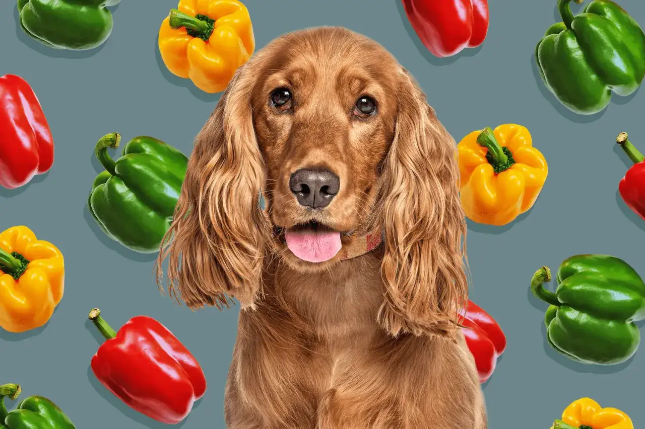 Un perro cocker spaniel mira a la cámara rodeado de pimientos rojos, verdes y amarillos. Los perros pueden comer pimiento, ¡y este parece curioso!