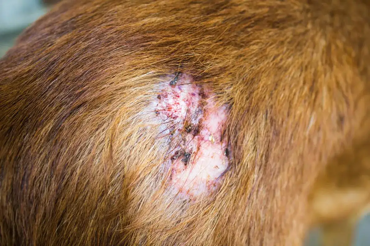 Piel irritada y con costras en un perro, indicativo de la presencia de ácaros.