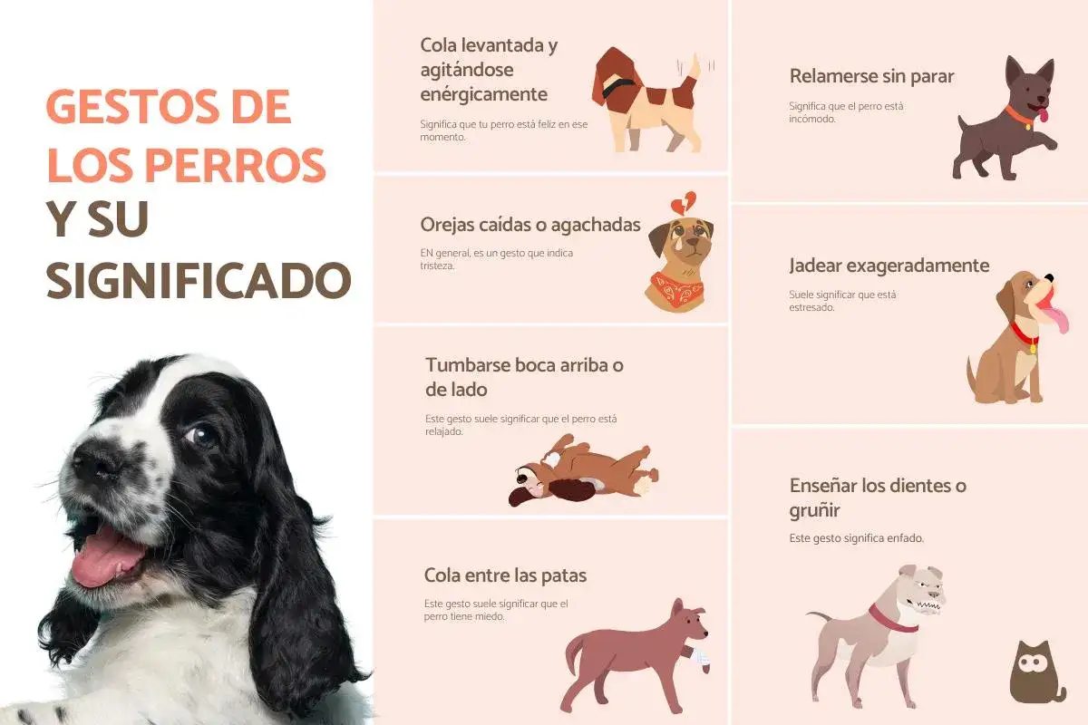 Entiende la psicolog&iacute;a canina con esta gu&iacute;a visual de gestos: cola levantada, orejas ca&iacute;das, relamerse, jadear, tumbarse y gru&ntilde;ir.