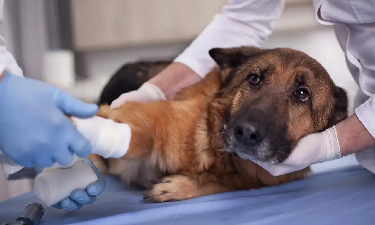 Veterinarios vendan la pata de un pastor alemán. Mi perro tiene parvovirus y no tengo dinero.