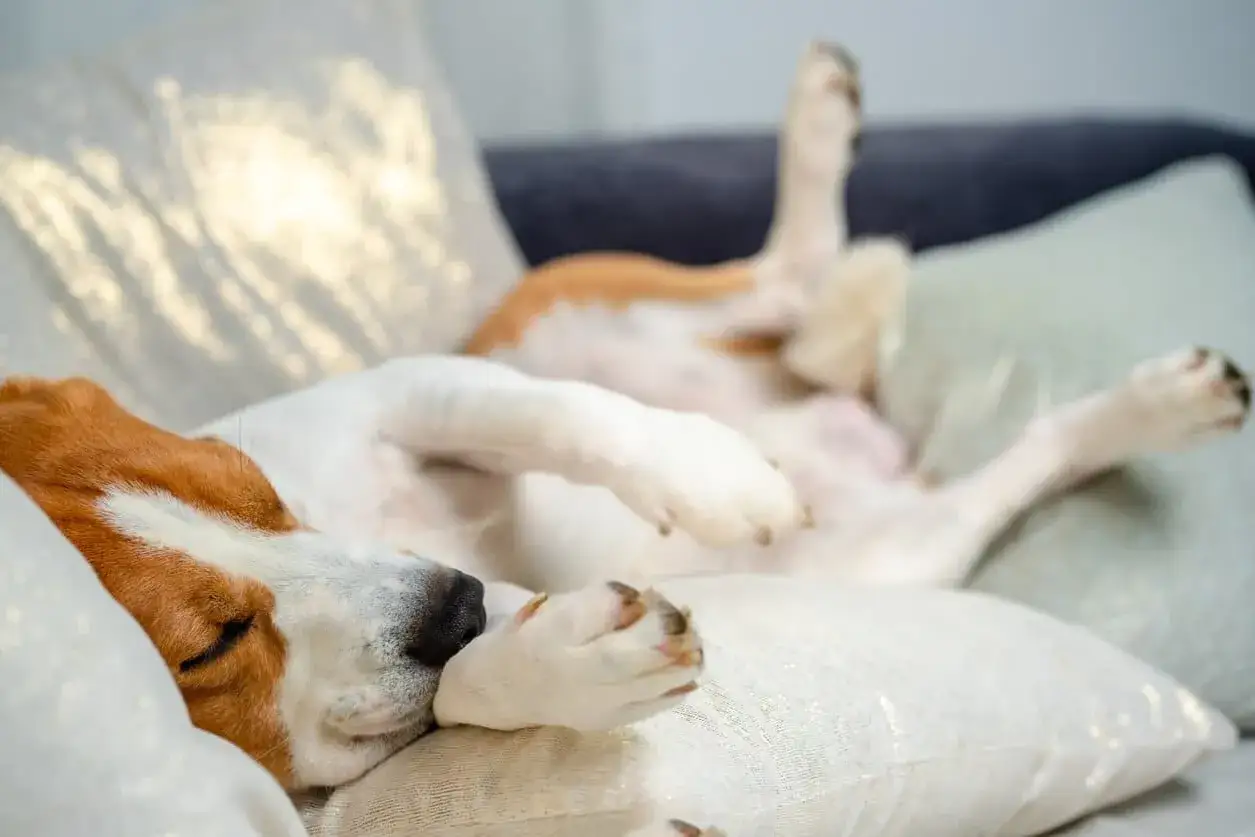 Un perro beagle duerme boca arriba en un sofá, con las patas en el aire. A veces, mi perro tiene espasmos cuando duerme, como si estuviera corriendo en sueños.