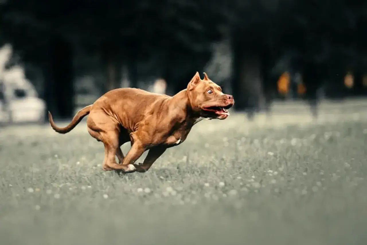 Perro pitbull marrón en pleno zoomies por el césped, con la boca abierta y expresión de pura alegría y velocidad.
