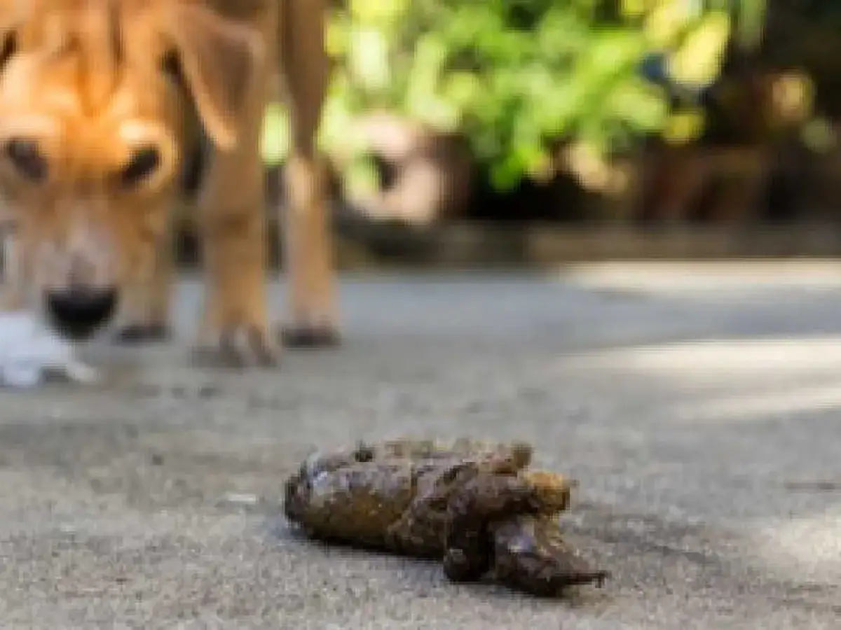 Un perro marrón se acerca a unas cacas en la calle. ¡Qué asco!
