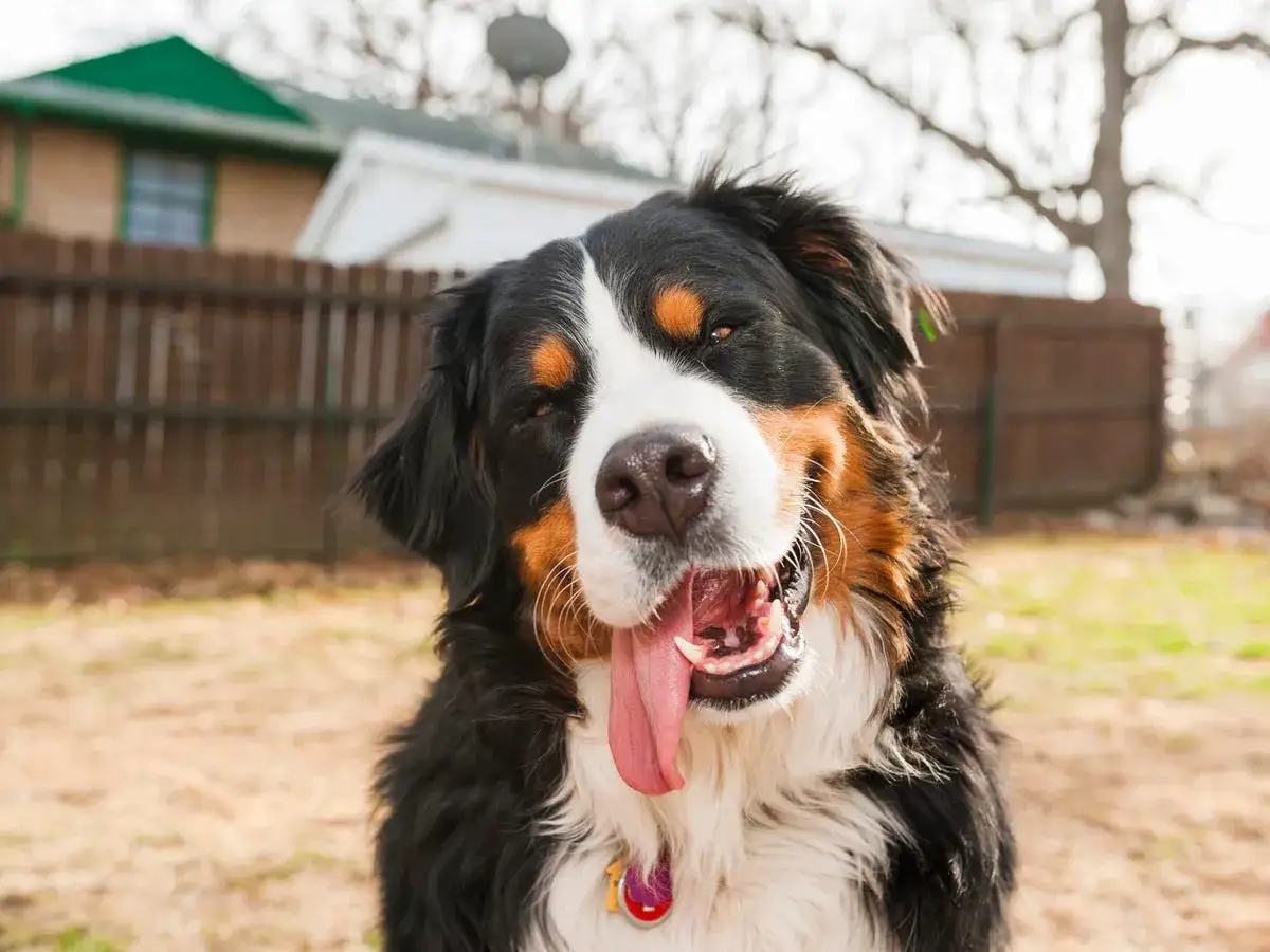 Un perro boyero de Berna, una de las razas de perros grandes, sonríe con la lengua fuera en un día soleado.